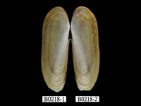 藏品(韓氏豆蟶)的圖片